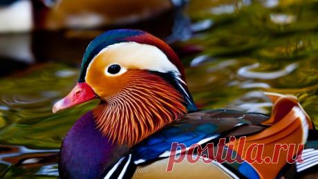 Утка Мандаринка (фото, видео, описание) | Частные Заметки