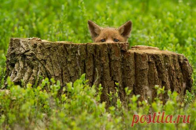Позитив от фотографа Edwin Kats - Путешествуем вместе