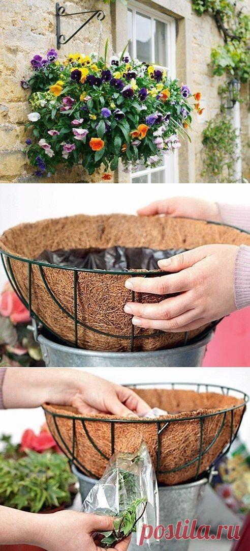 Однолетники в подвесных корзинах - особенности посадки. - Садоводка