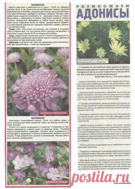 Скабиоза. Адонисы. Барвинок.