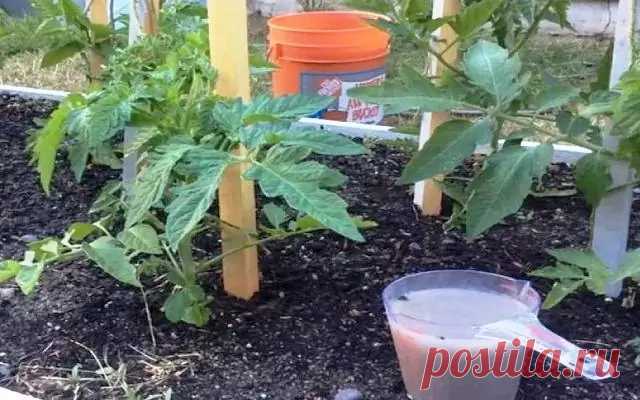 Подкормка для растений своими руками - Травяной чай