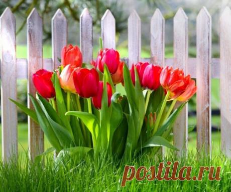 Правильная посадка и уход тюльпанов для цветения этой же весной