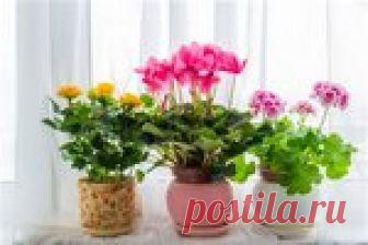 Сказка - Волшебные цветы Учителя и ученики начали делиться семенами волшебных цветов с другими школами… Прошло чуть меньше года. И уже в каждой квартире, в каждом доме этого прекрасного города благоухали волшебные говорящие цветы.