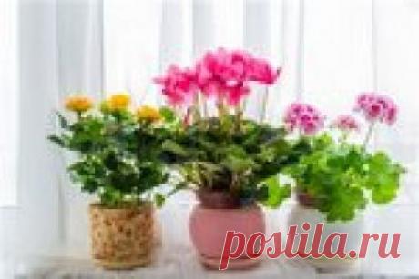 Сказка - Волшебные цветы Учителя и ученики начали делиться семенами волшебных цветов с другими школами… Прошло чуть меньше года. И уже в каждой квартире, в каждом доме этого прекрасного города благоухали волшебные говорящие цветы.