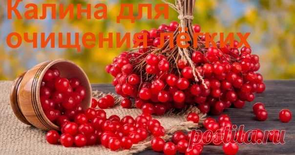 Как очистить лёгкие при помощи лекарственных растений.
Рецепт первый.

Для того чтобы приготовить это домашнее средство необходимо залить в небольшой кастрюле одним литром горячей очищенной или талой воды полный стакан калиновых ягод, после чего нужно протомить получившуюся смесь на медленном огне около десяти – двадцати минут.
Показать полностью…