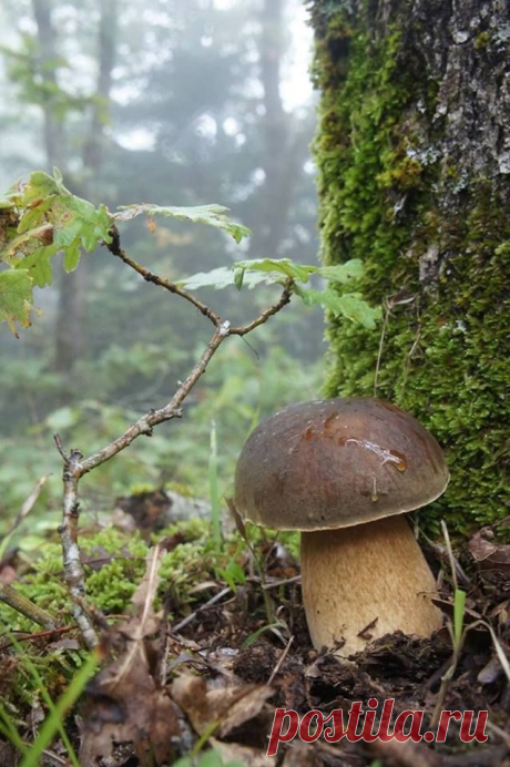 Passione Funghi & Tartufi - Facebook