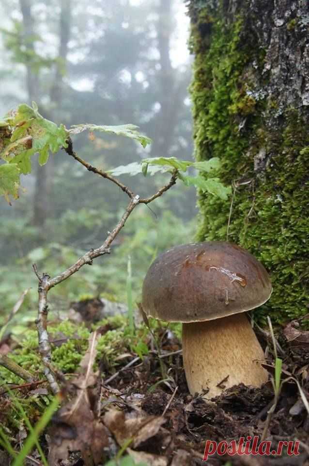 Passione Funghi & Tartufi - Facebook