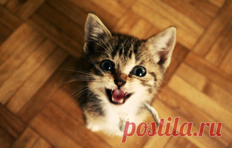 😻Чтобы кошка была здорова и прожила долгую жизнь: 5 главных условий и 1 самое-самое главное | Нос, хвост, лапы | Дзен