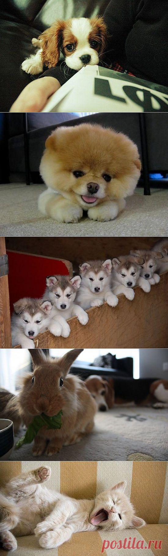 Милые фотографии животных