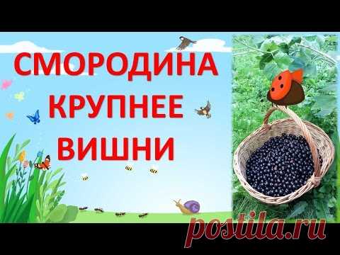 КРУПНОПЛОДНАЯ ЧЕРНАЯ  СМОРОДИНА .ОБЗОР ЛУЧШИХ СОРТОВ черной смородины.