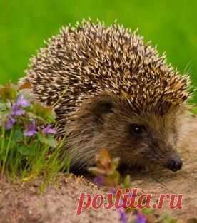 хх
