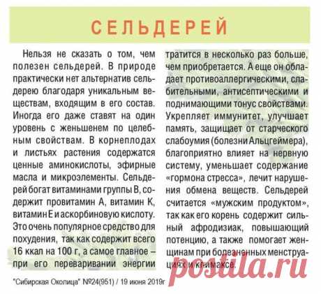 Сельдерей - полезные свойства