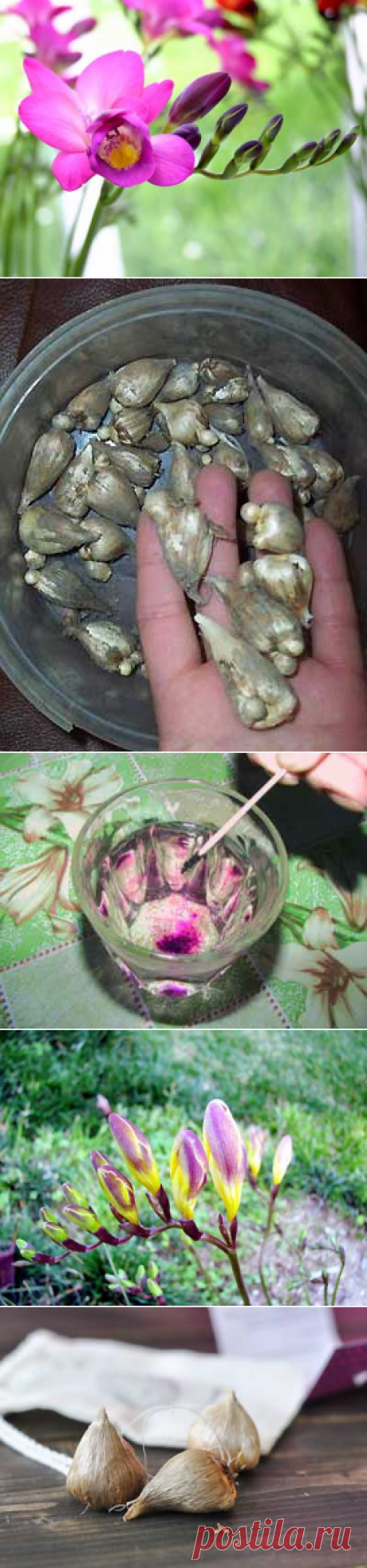 Посадка и уход за фрезией в открытом грунте | Мое подворье