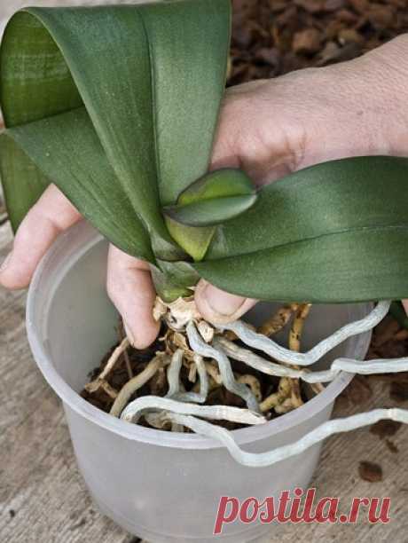 Orchideen Pflege: Mit diesen Tipps haben Sie mehr von Ihrer Orchidee | Bayern 1 | Radio | BR.de