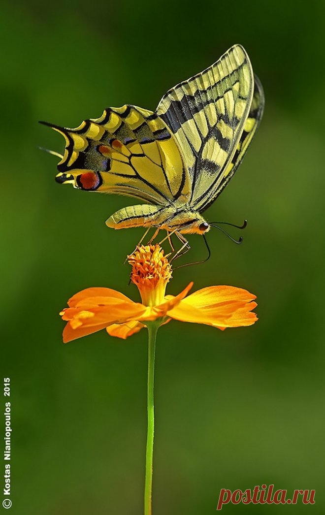 Butterflies & moths! - Google+