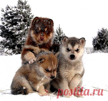 Нинель Бахуринская