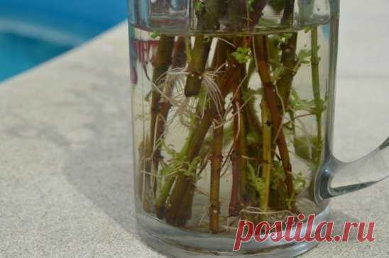 8 СЕКРЕТОВ ХОРОШЕГО УКОРЕНЕНИЯ ЧЕРЕНКОВ
1. В непрозрачной посуде корешки образуются гораздо лучше, чем в прозрачной.
2. Воду при испарении лучше не менять, а доливать.
3. Если воды слишком много, в нижней части банки мало кислорода, черенки могут загнить.
4. Важно количество черенков. Жимолость, например, не даст корни, если в 200 мл воды будет находиться более трех веточек.
5. Частенько для черенкования берут очень длинные побеги. Замечено, что чем ниже расположен отрезок стебля, из которого в