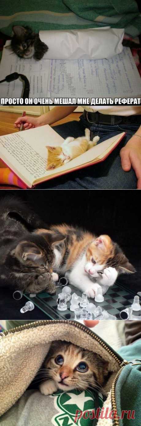 Он мне мешал делать  реферат...