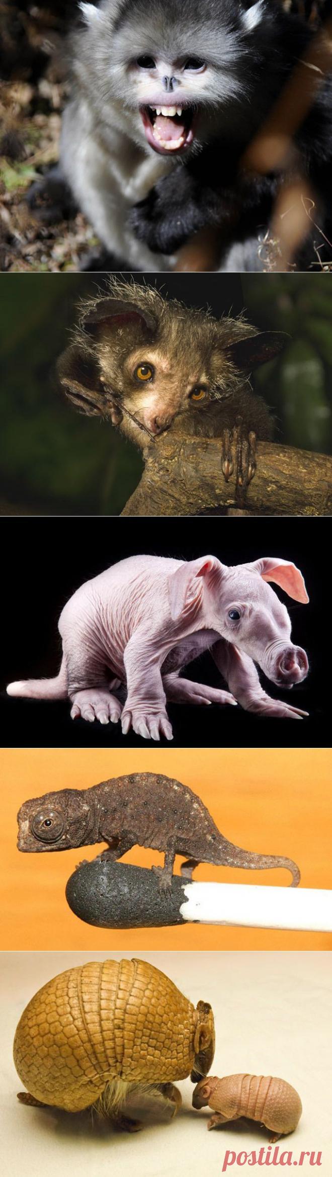 Самые необычные животные планеты | Наука и техника