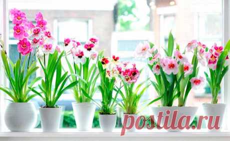 Комнатное растение Милтония (Miltonia). Милтонии - непростые для выращивания в комнатных условиях орхидеи. Они чувствительны к незначительным колебаниям температуры, и поэтому выращивать их рекомендуется только в &quot;тропических окнах&quot; с контролируемым температурным режимом. Цветение обычно происходит дважды в год - в начале лета и осенью. Диаметр цветков может достигать 10 см. Среди множества разновидностей милтоний наиболее популярны формы с белыми цветками.