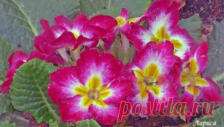 Вести из сада. Цветы сентября 2017 года в моем саду