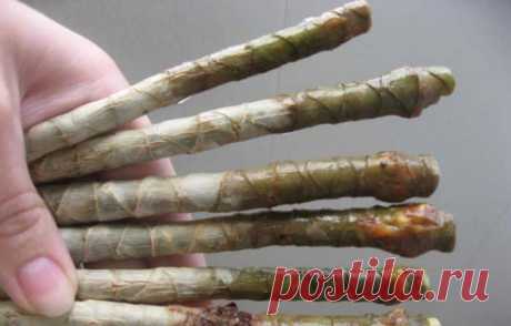 Размножение драцены несколькими способами в домашних условиях Размножение драцены своими руками Важно знать, что оптимальными сроками для размножения этого растения являются весна и лето. Особенно правы те, кто решил начать процесс в марте или апреле. Драцена не...