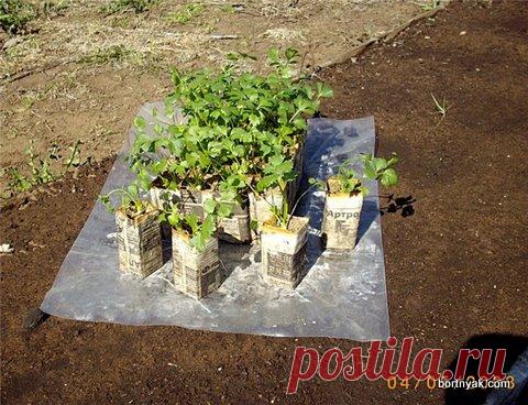 Изготовление бумажных стаканчиков для рассады. Мастер-клас