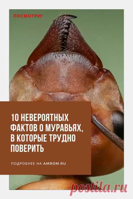 Факты о муравьях. Эти маленькие насекомые отличаются высокой самоорганизованностью. Их социальные связи и иерархию внутри колонии, давно изучают и подтверждают специалисты. Муравьи проявляют чудесную приспособляемость, жертвенность ради общего блага, способны кооперироваться и выполнять согласованные действия, для выполнения общей задачи. Современной науке, известны многие интересные факты о муравьях.