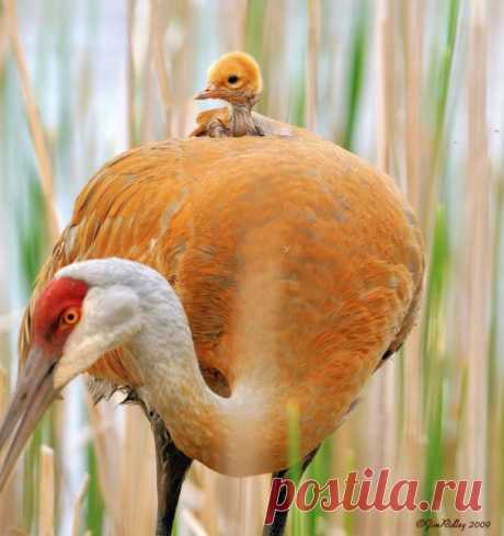 25 воспитательных моментов из мира животных | ЖИВОЙ УГОЛОК