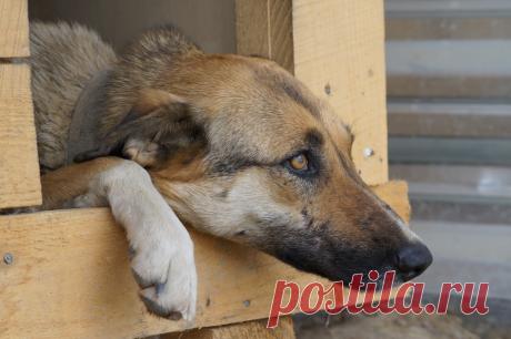 Сдавшим друзей в приют посвящается...