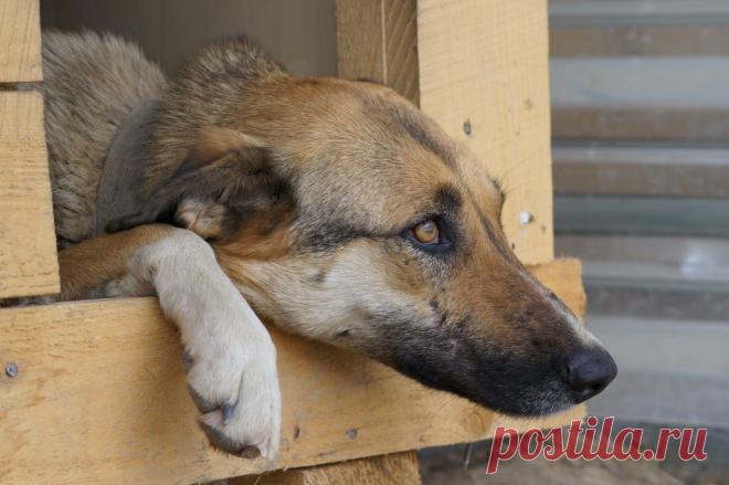 Сдавшим друзей в приют посвящается...
