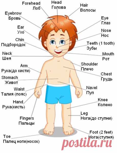 Части тела на английском: смотрите и слушайте