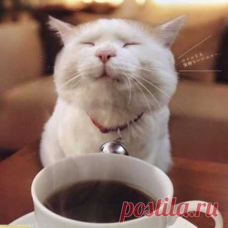 коты