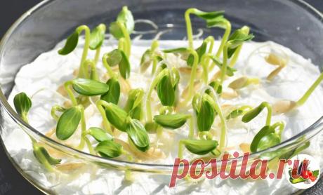 Добавляю чайную ложку на стакан и прорастают даже самые старые семена Уже наступает сезон подготовки рассады к будущей высадке в почву и многие уже достают свои семена, чтобы в скором времени, заняться посевом. Хочу поделиться с вами своим секретом, как заставить семена быстро прорасти и дать силу даже застарелому посевному материалу. В помощь нам потребуется самое простое средство, которое точно есть у каждого в домашней аптечке […]