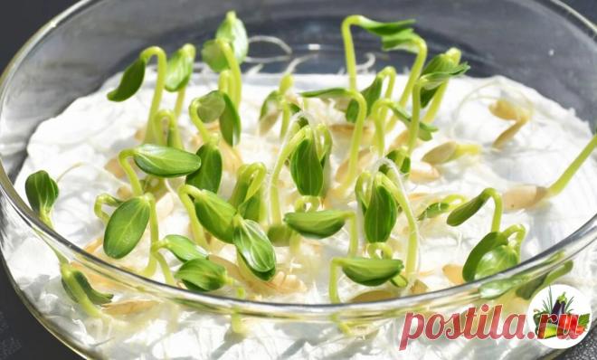 Добавляю чайную ложку на стакан и прорастают даже самые старые семена Уже наступает сезон подготовки рассады к будущей высадке в почву и многие уже достают свои семена, чтобы в скором времени, заняться посевом. Хочу поделиться с вами своим секретом, как заставить семена быстро прорасти и дать силу даже застарелому посевному материалу. В помощь нам потребуется самое простое средство, которое точно есть у каждого в домашней аптечке […]