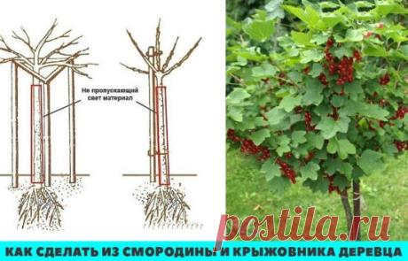 Как сделать из смородины и крыжовника деревца? Плюсы и минусы штамбовой формы
Чтобы смородина или крыжовник росли в штамбовой форме, как маленькое дерево, придуман простой способ. При посадке растения у саженца выбирают один наиболее сильный вертикально растущий побег, остальные все вырезают непосредственно от земли. У оставленного побега удаляют все ветки до намеченной высоты штамба, надевают на него трубку из полиэтилена или другого, не пропускающего свет материала. Нижний конец трубки закапыв