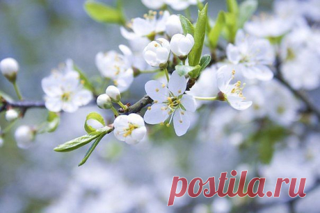 (99+) Одноклассники