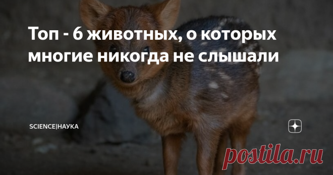 Топ - 6 животных, о которых многие никогда не слышали Утки, медведи, олени и другие известные нам животные всегда на слуху, Мы слышали о них, читали о них, возможно даже видели их.  Но задумывались ли вы когда-нибудь о тех видах животных о которых мало что известно человечеству.  Природа создаёт удивительные организмы и живые существа на протяжении многих лет.  Сегодня я покажу вам подборку животных о которых возможно вы никогда не слышали. Есть большие олени, а есть мален...