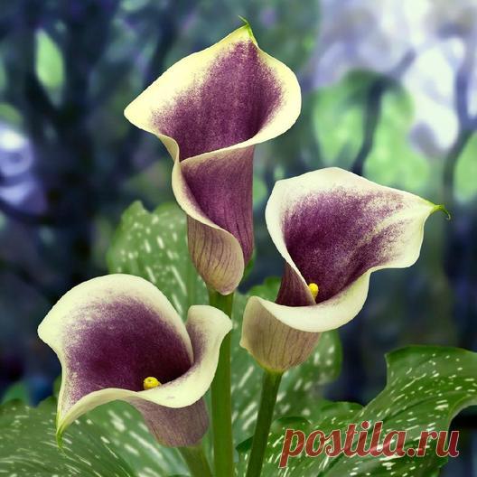 Calla Lily Bulbs 