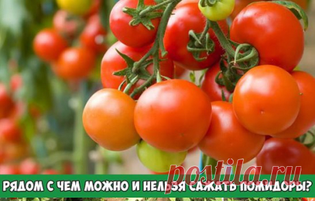 РЯДОМ С ЧЕМ МОЖНО И НЕЛЬЗЯ САЖАТЬ ПОМИДОРЫ?
Неплохими соседями для томатов считаются бобовые культуры: фасоль, бобы или горох. Правда, речь идет о компактных сортах и такому расположению, которое не затенит помидорные растения. Не следует преувеличивать пользу бобовых и сажать их слишком густо, близко и много – в таких условиях любой друг превращается в конкурента. Допустимо соседство с различными видами капусты и со спаржей.
А вот картофель – абсолютно неподходящий для помидоров компаньон: у