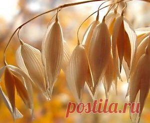 Отвар овса: полезные свойства, рецепт приготовления, противопоказания