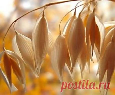 Отвар овса: полезные свойства, рецепт приготовления, противопоказания