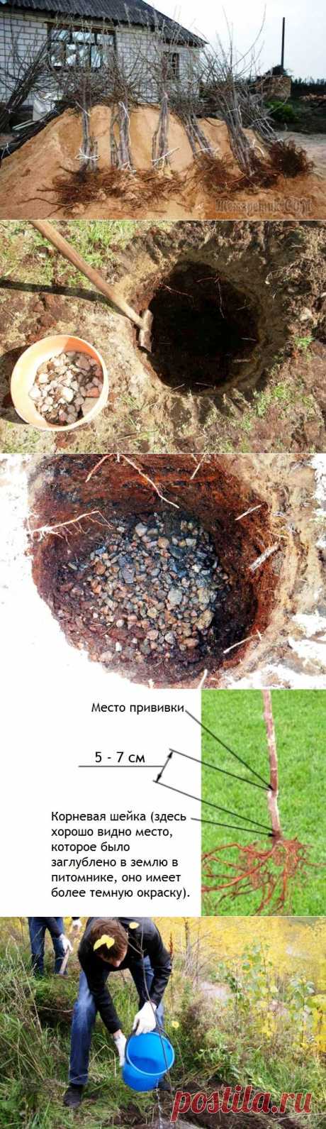 Как правильно посадить яблоню осенью: сроки, схема