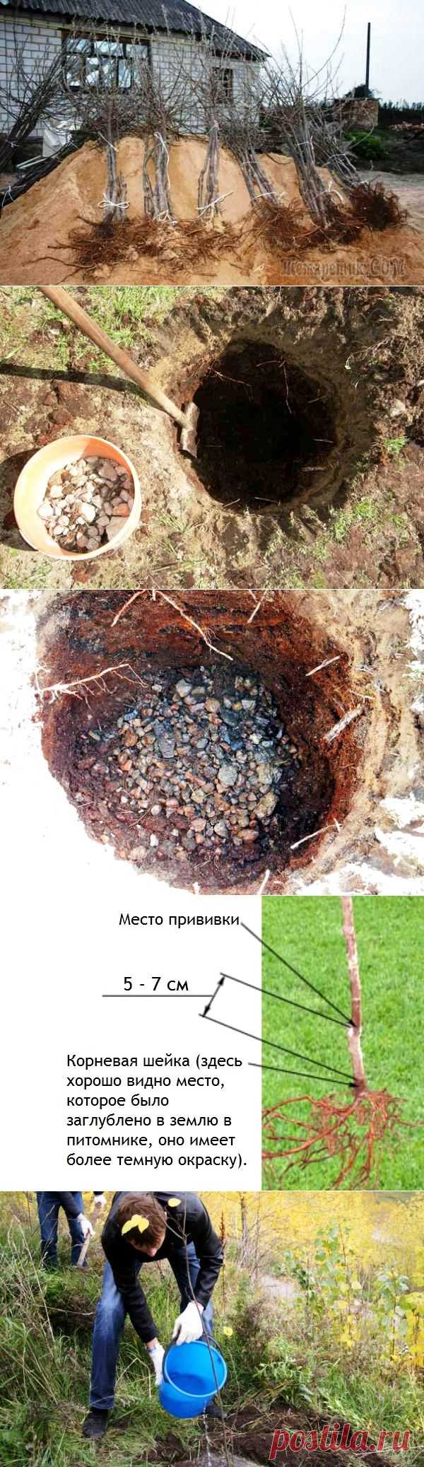 Как правильно посадить яблоню осенью: сроки, схема
