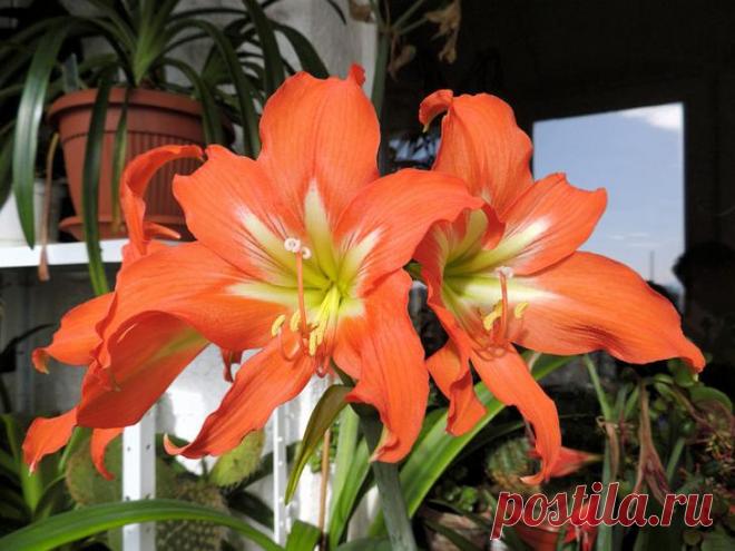 Гиппеаструм выращивание и уход в домашних условиях