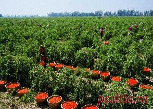 Выращиваем чудодейственные ягоды годжи у себя на участке