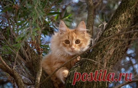 Обои кошка, кот, взгляд, ветки, дерево, рыжий, на дереве, котейка картинки на рабочий стол, раздел кошки - скачать