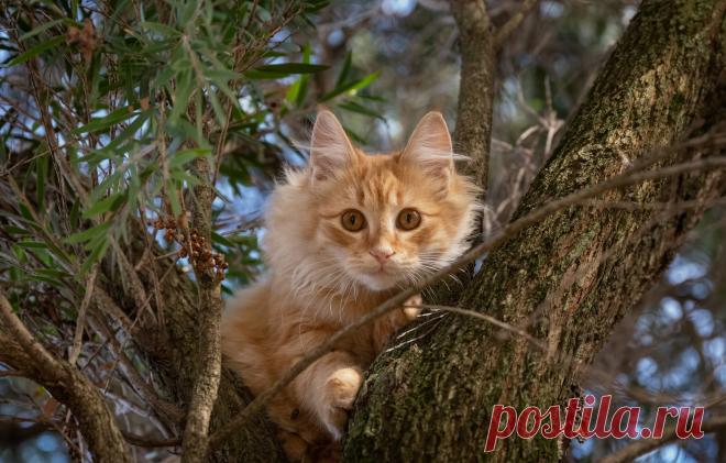 Обои кошка, кот, взгляд, ветки, дерево, рыжий, на дереве, котейка картинки на рабочий стол, раздел кошки - скачать