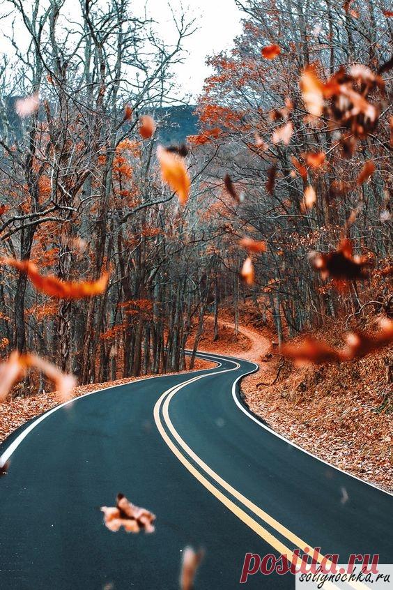 Автодорога, идущая через лес с опавшими листьями, фото на тему 