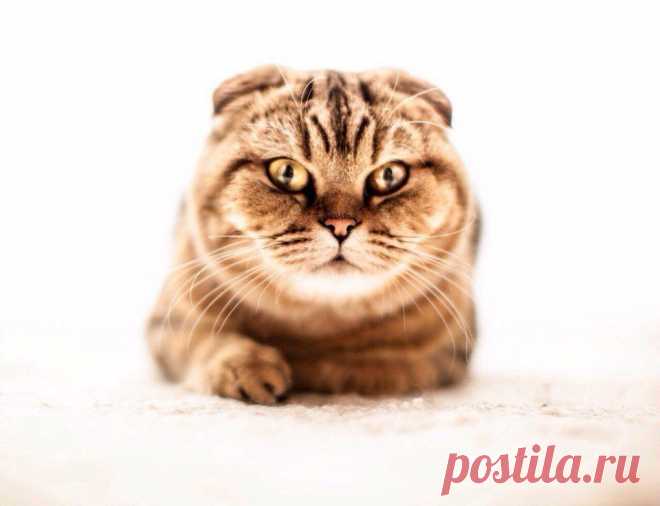Без кота и жизнь не та ツ